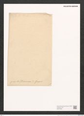 Surirella sp. (de-Toni-Nr.: Genus 53, Species 2124 ?) Zeichnungen Sammlung Grunow (NHMW-BOT-W0372966)